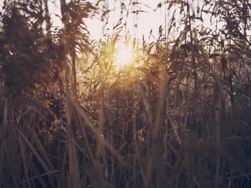 La Cité de Carcassonne : Secrets et Légendes